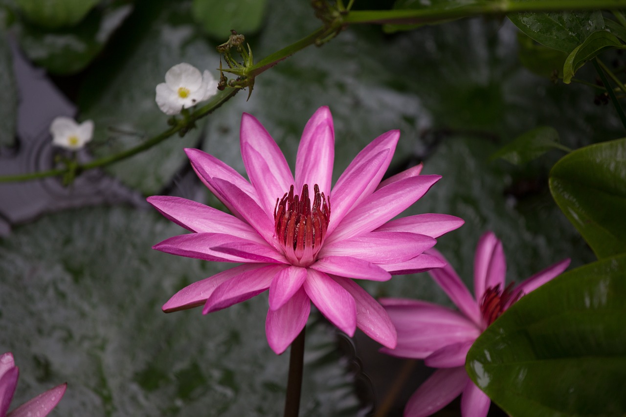 lotus creek thailand free photo