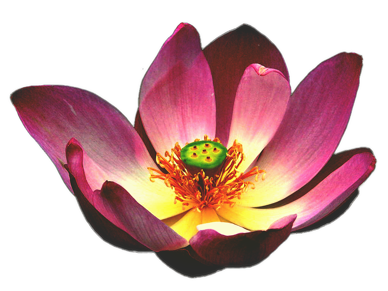 lotus flower blooming free photo