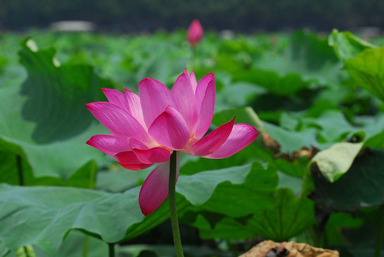 lotus lotus leaf the scenery free photo