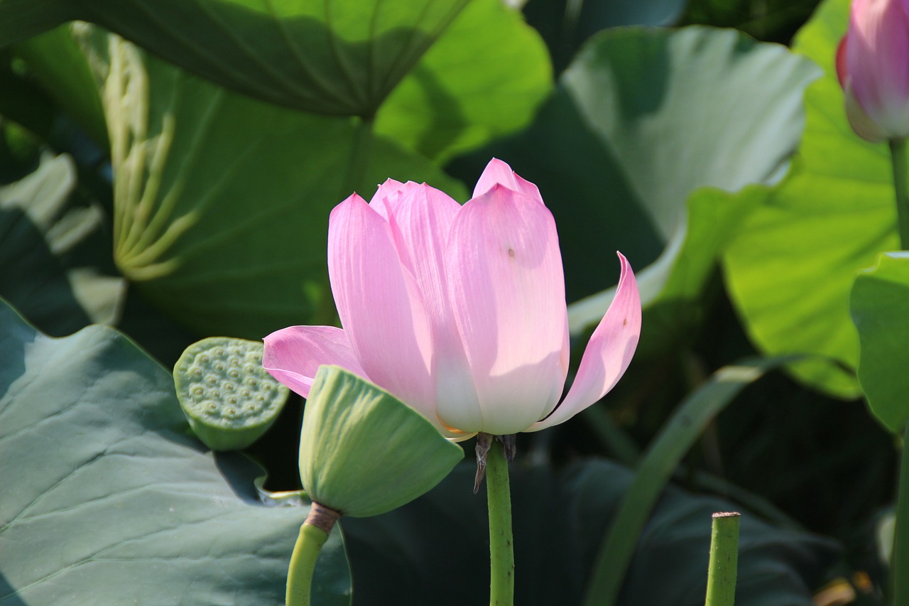 lotus nature pond free photo