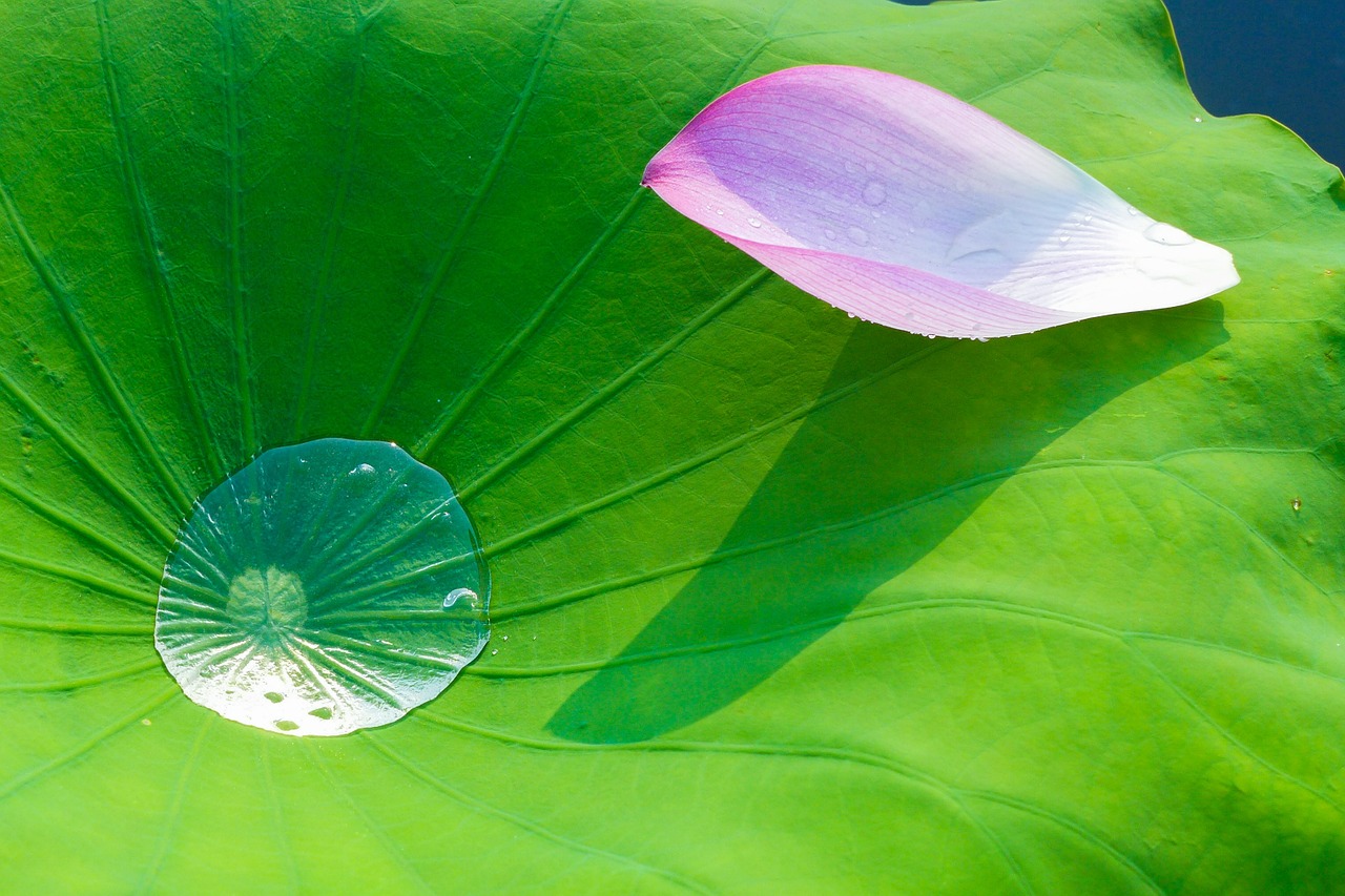 lotus lotus leaf flowering free photo