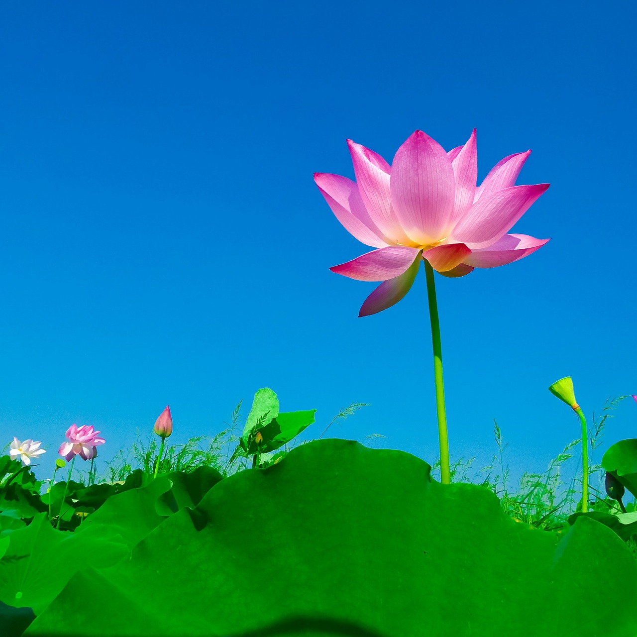 lotus lotus leaf flowering free photo