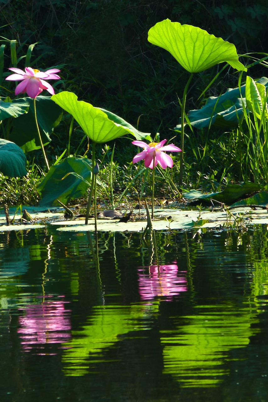 lotus lotus leaf flowering free photo