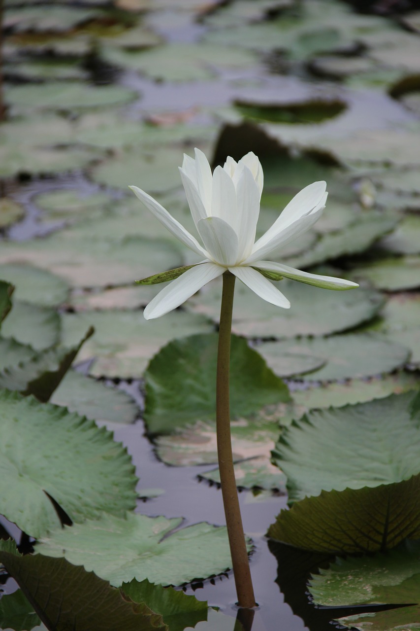 lotus pond plant free photo