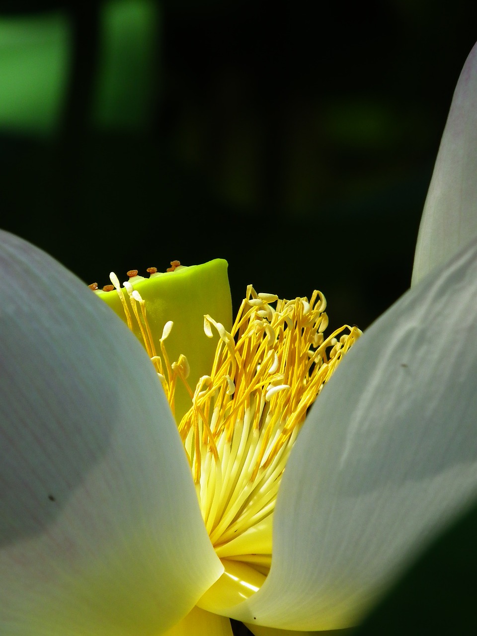 lotus seeds was flower free photo