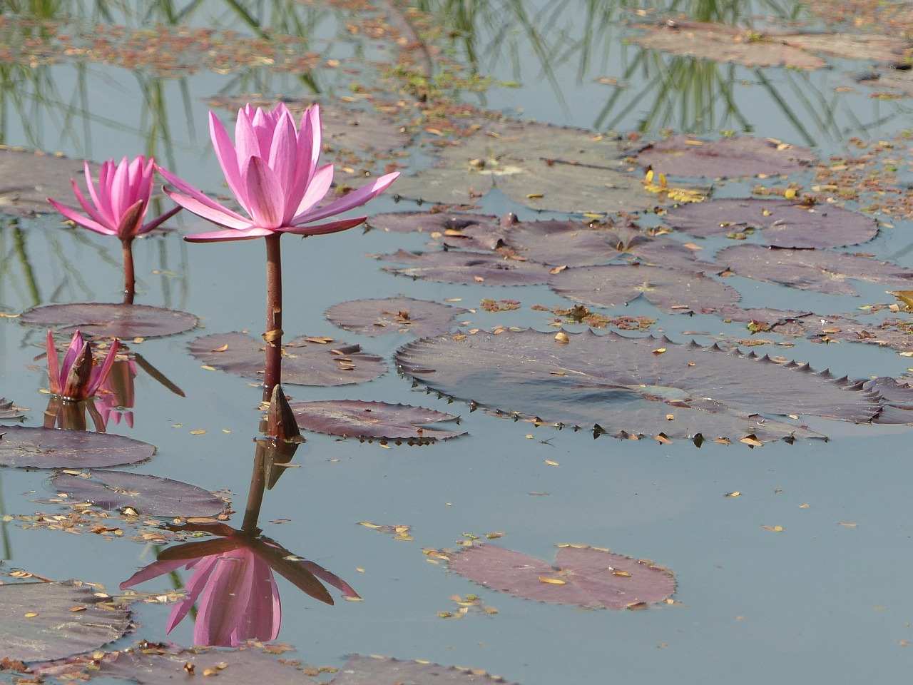 lotus flower nature free photo