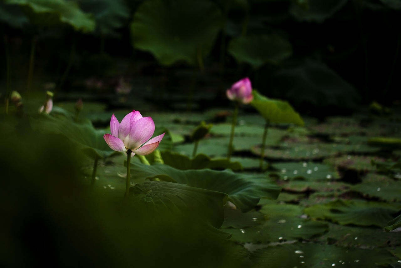 lotus nature pond free photo