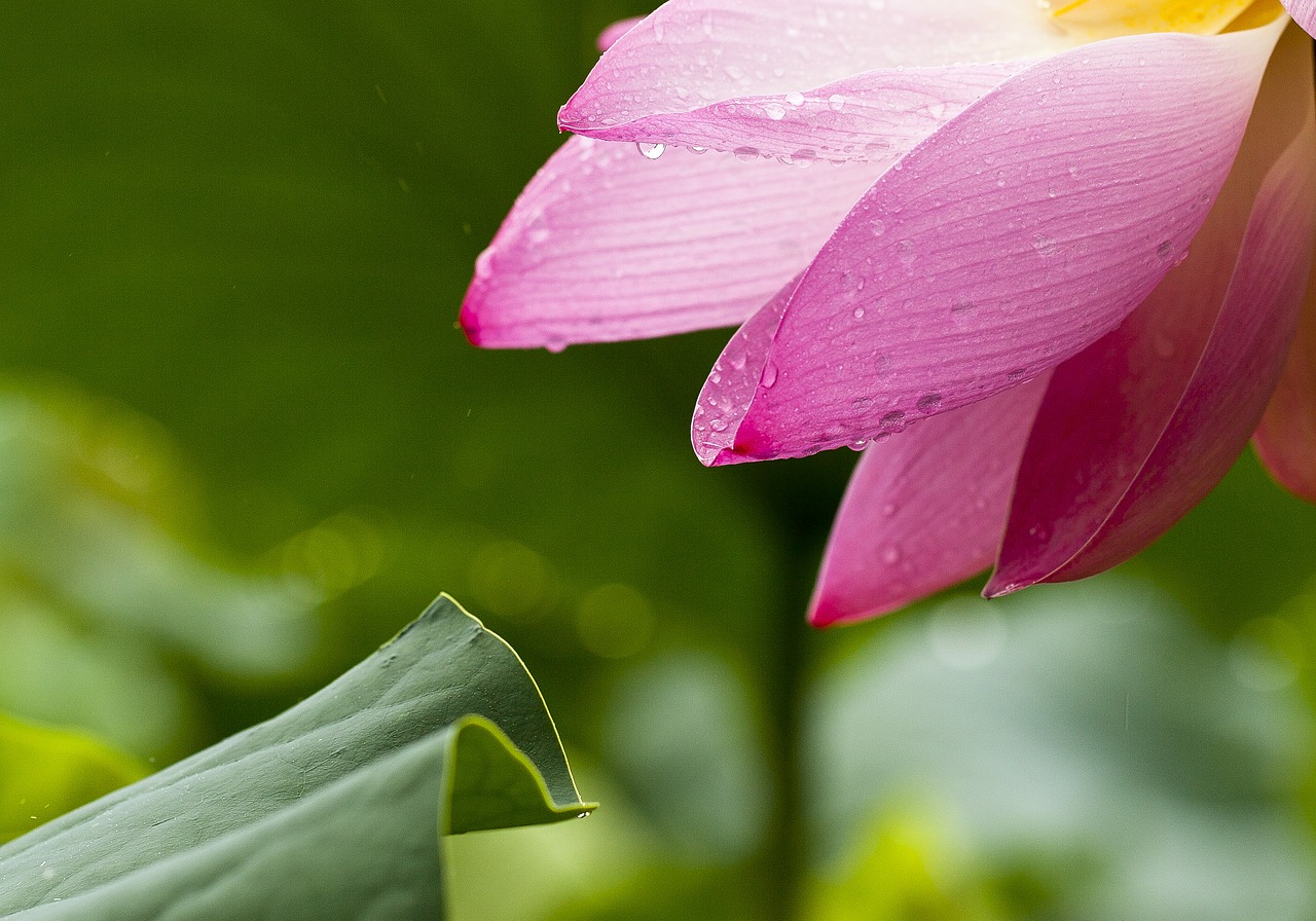 lotus flowers nature free photo