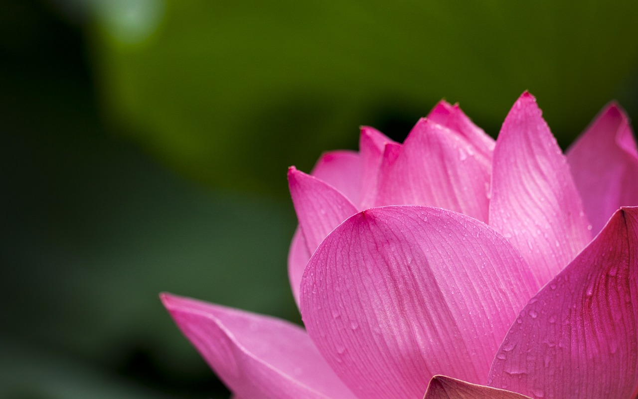 lotus pink nature free photo