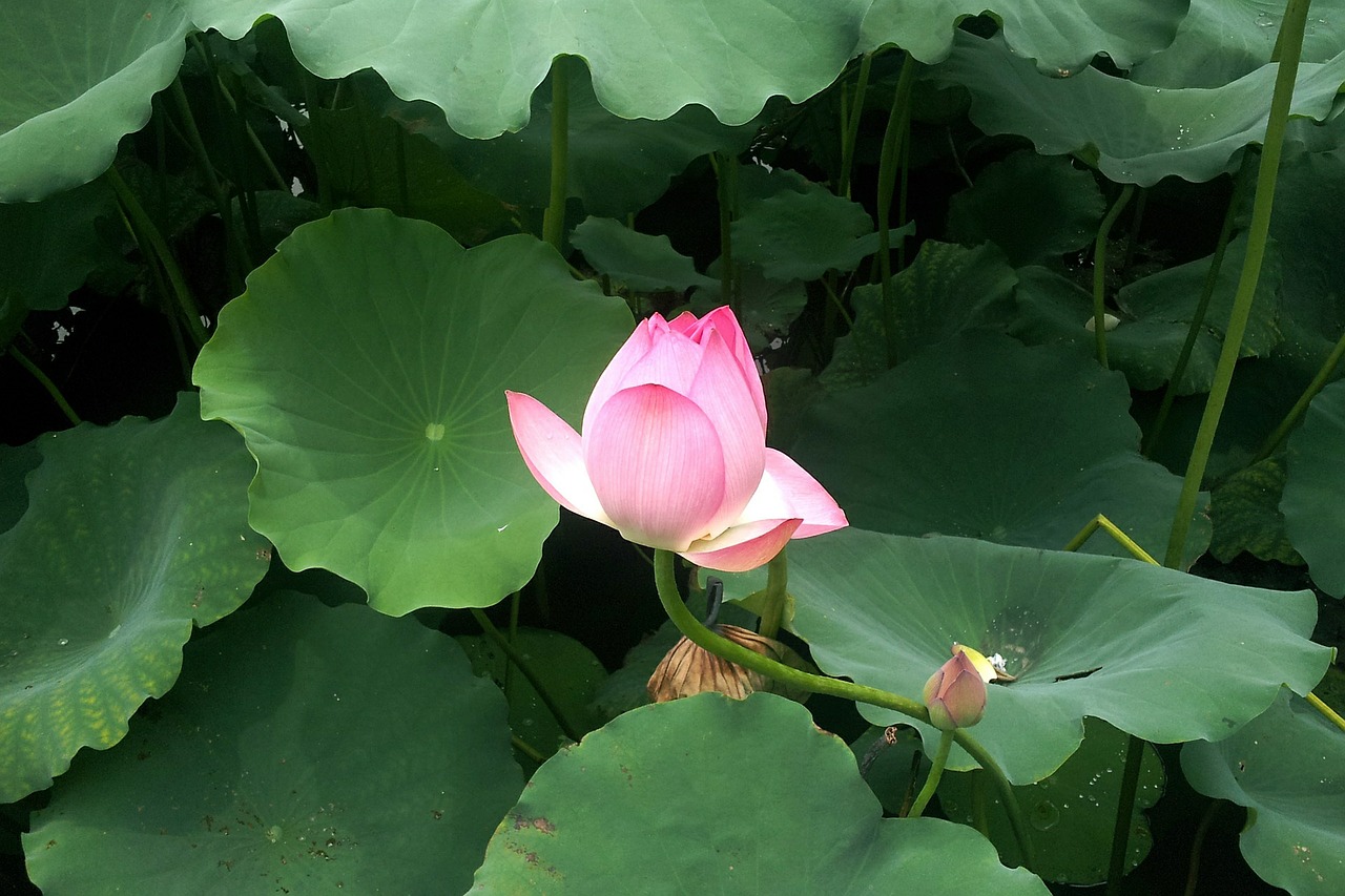lotus summer fresh free photo