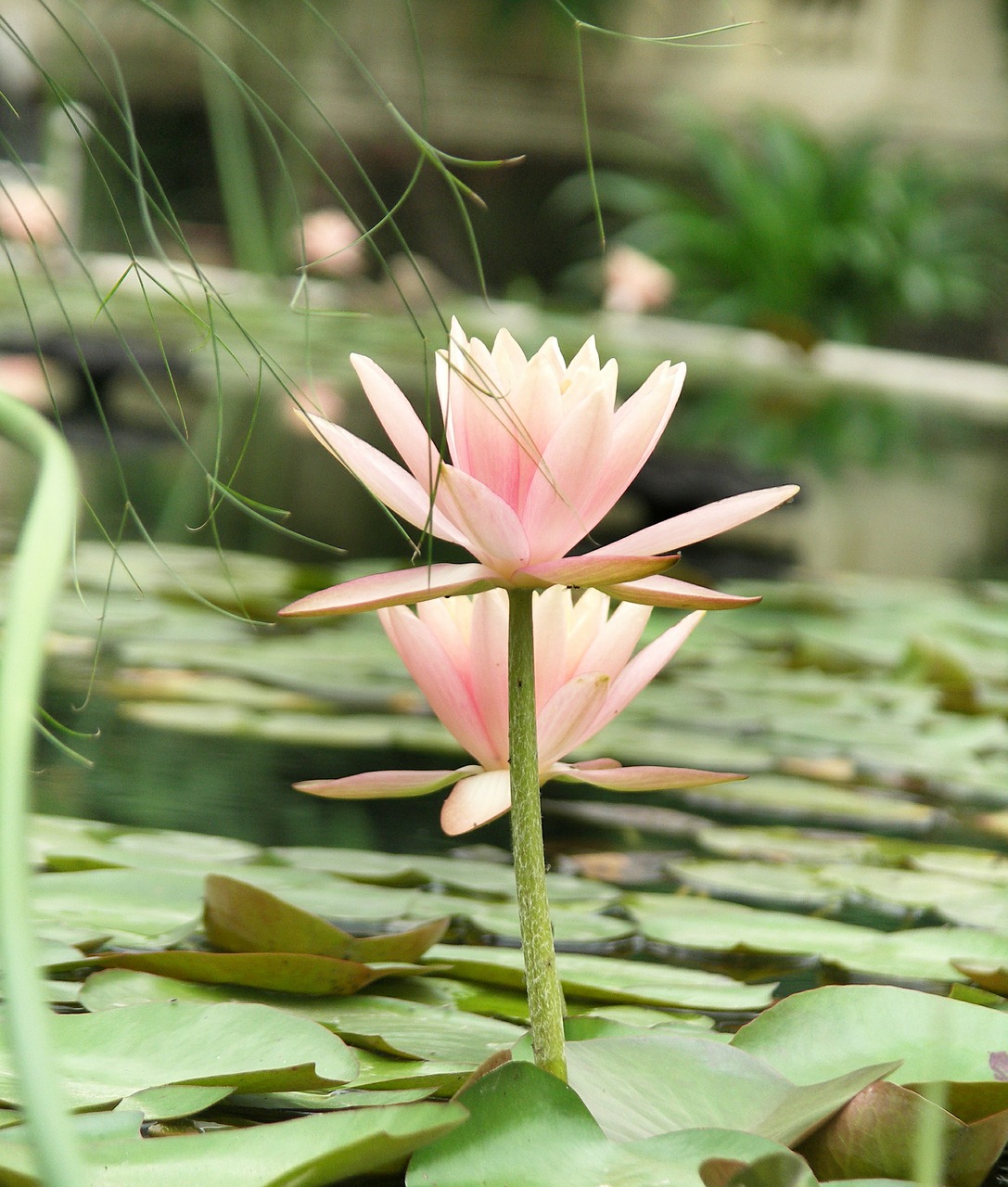 lotus the lotus in the water pink lotus free photo