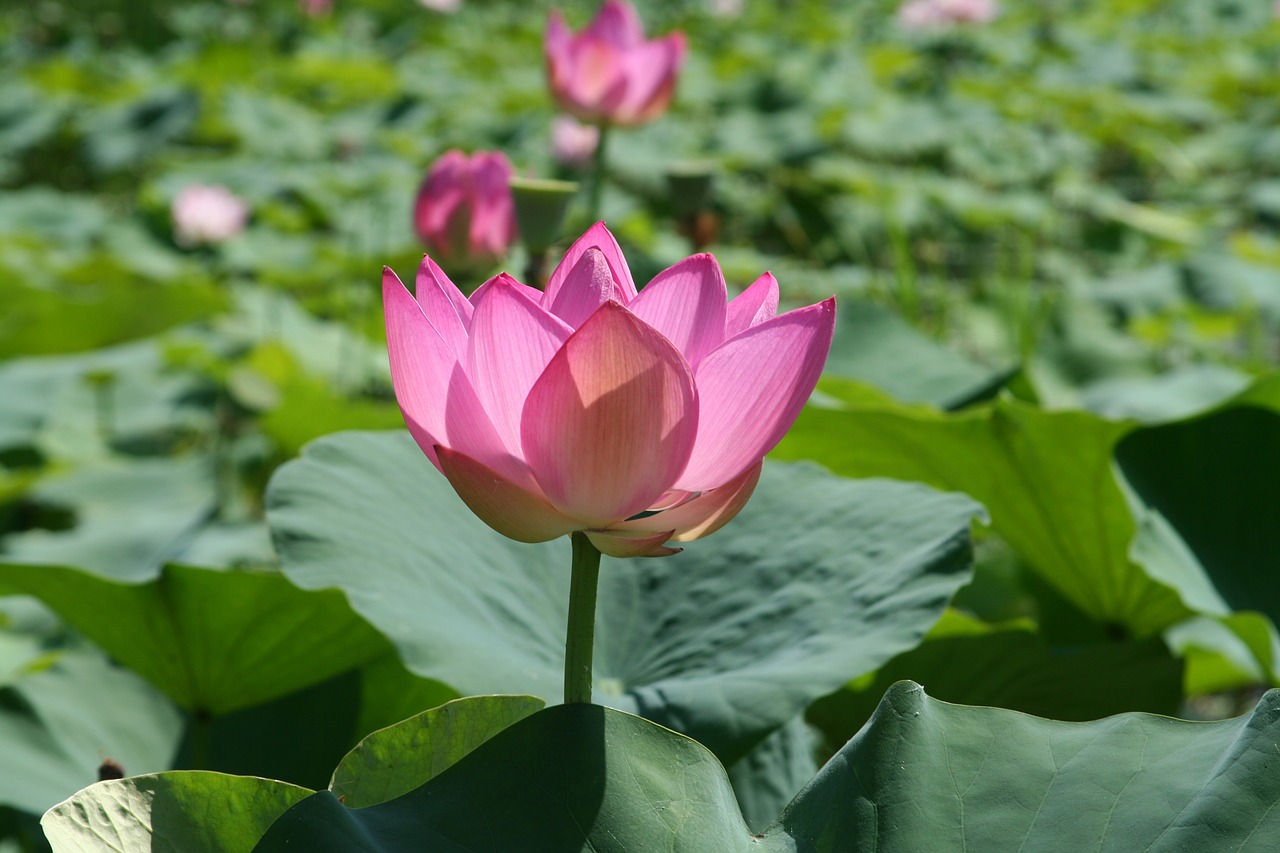 lotus summer pinning free photo