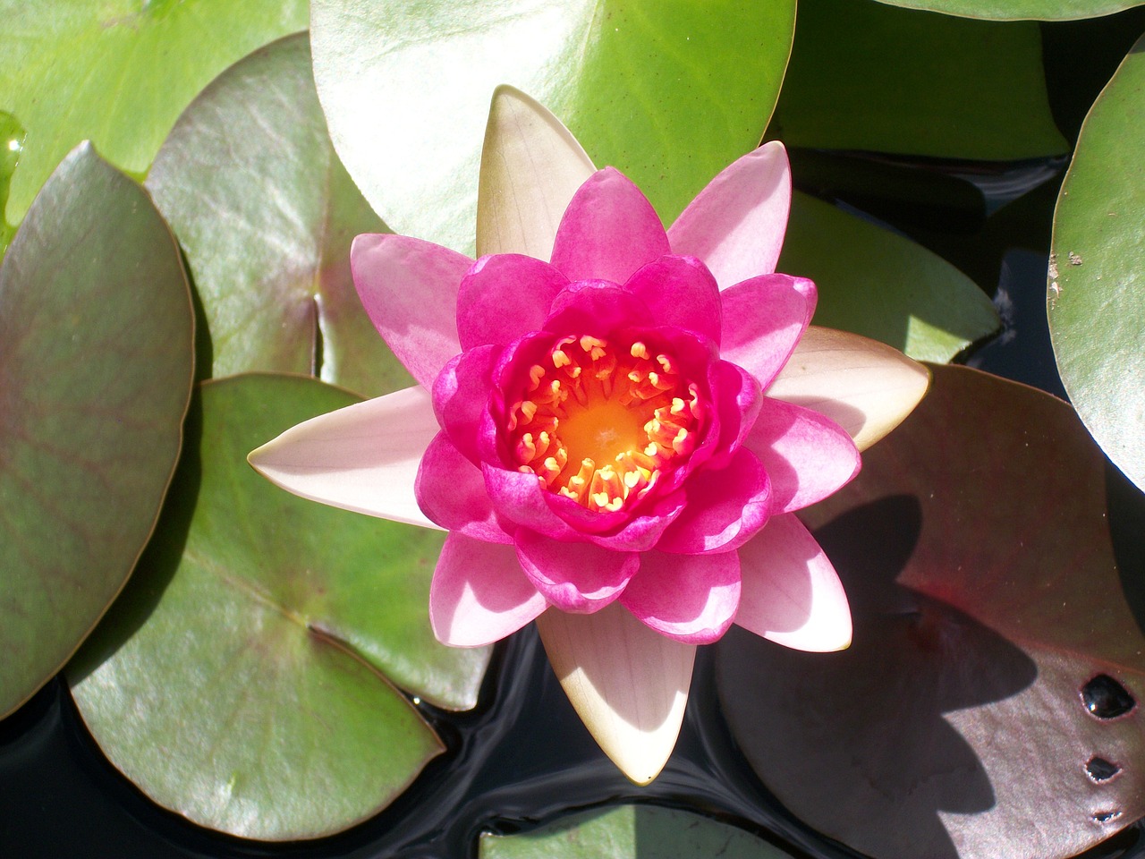 lotus lily pad nature free photo