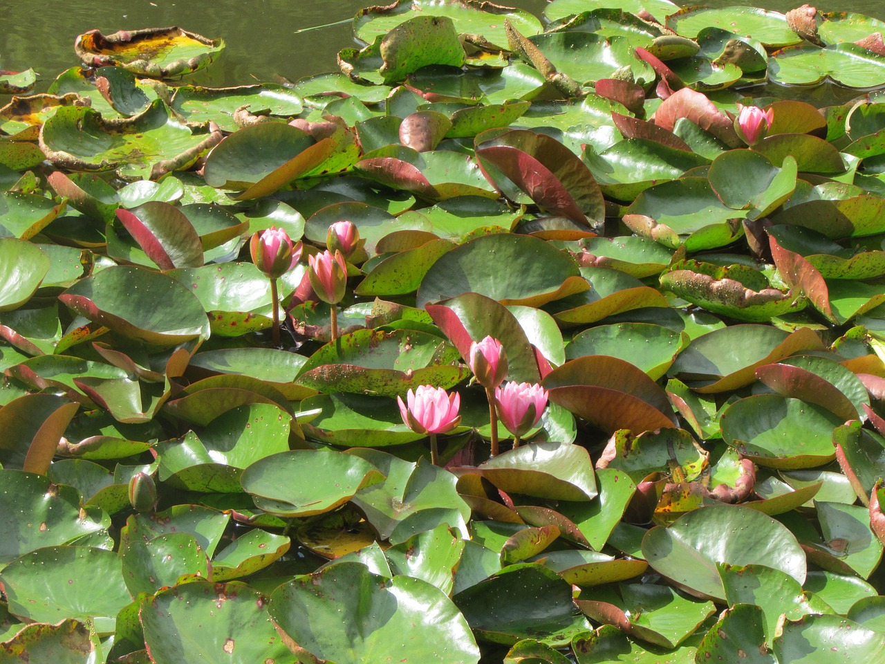 lotus lily flower free photo