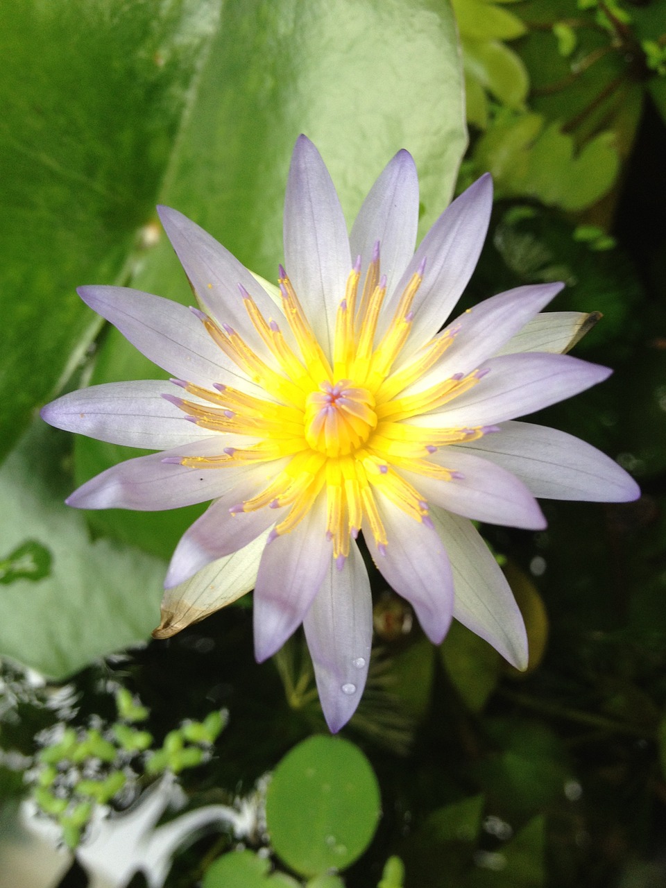 lotus purple yellow free photo