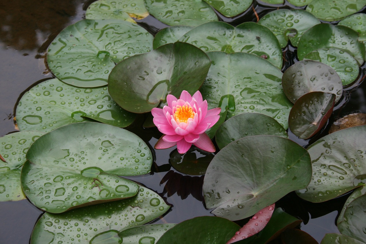 lotus flower nature free photo