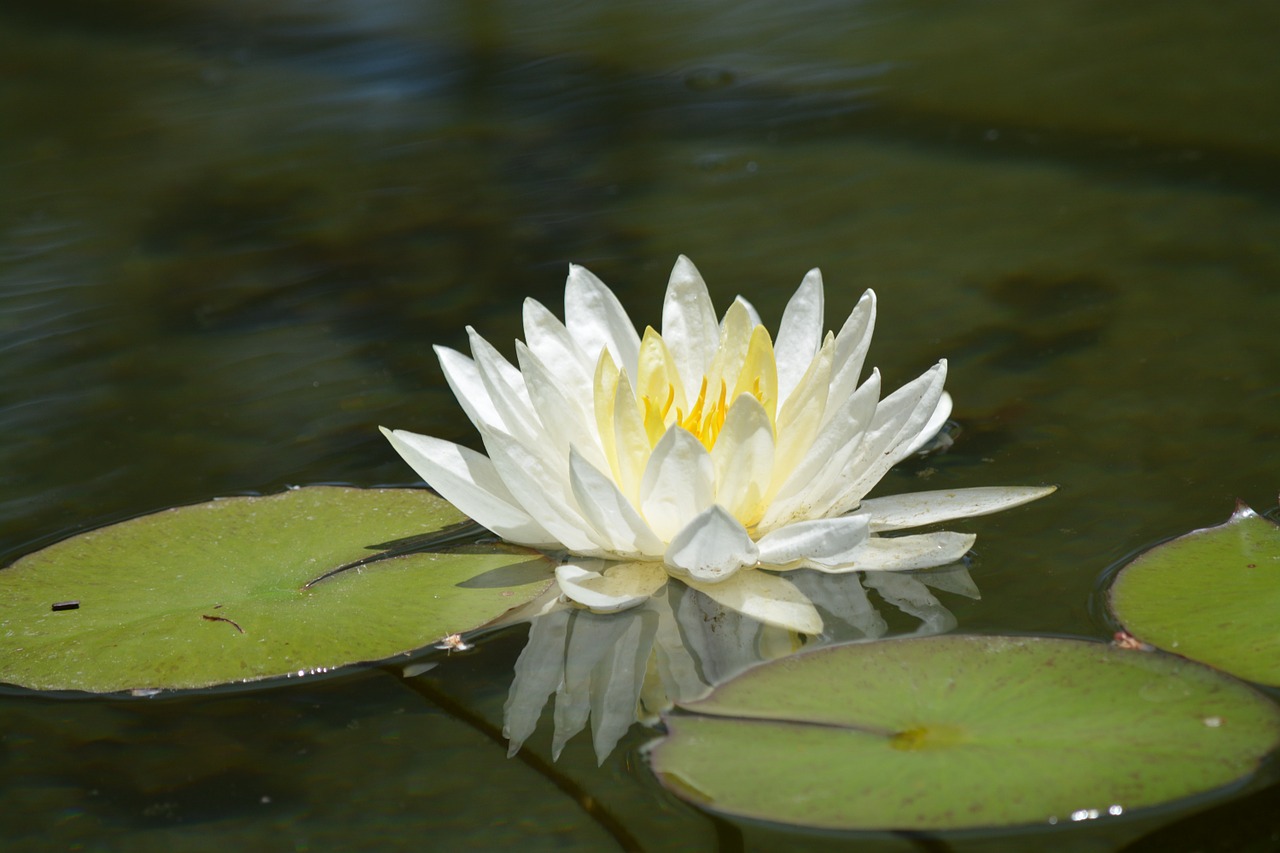 lotus lily flower free photo