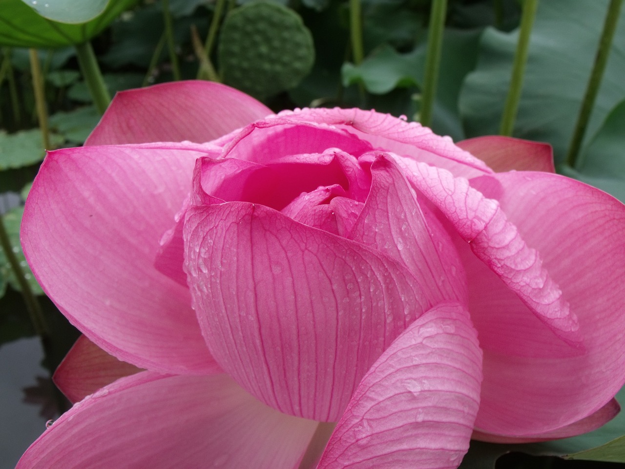 lotus summer lake free photo