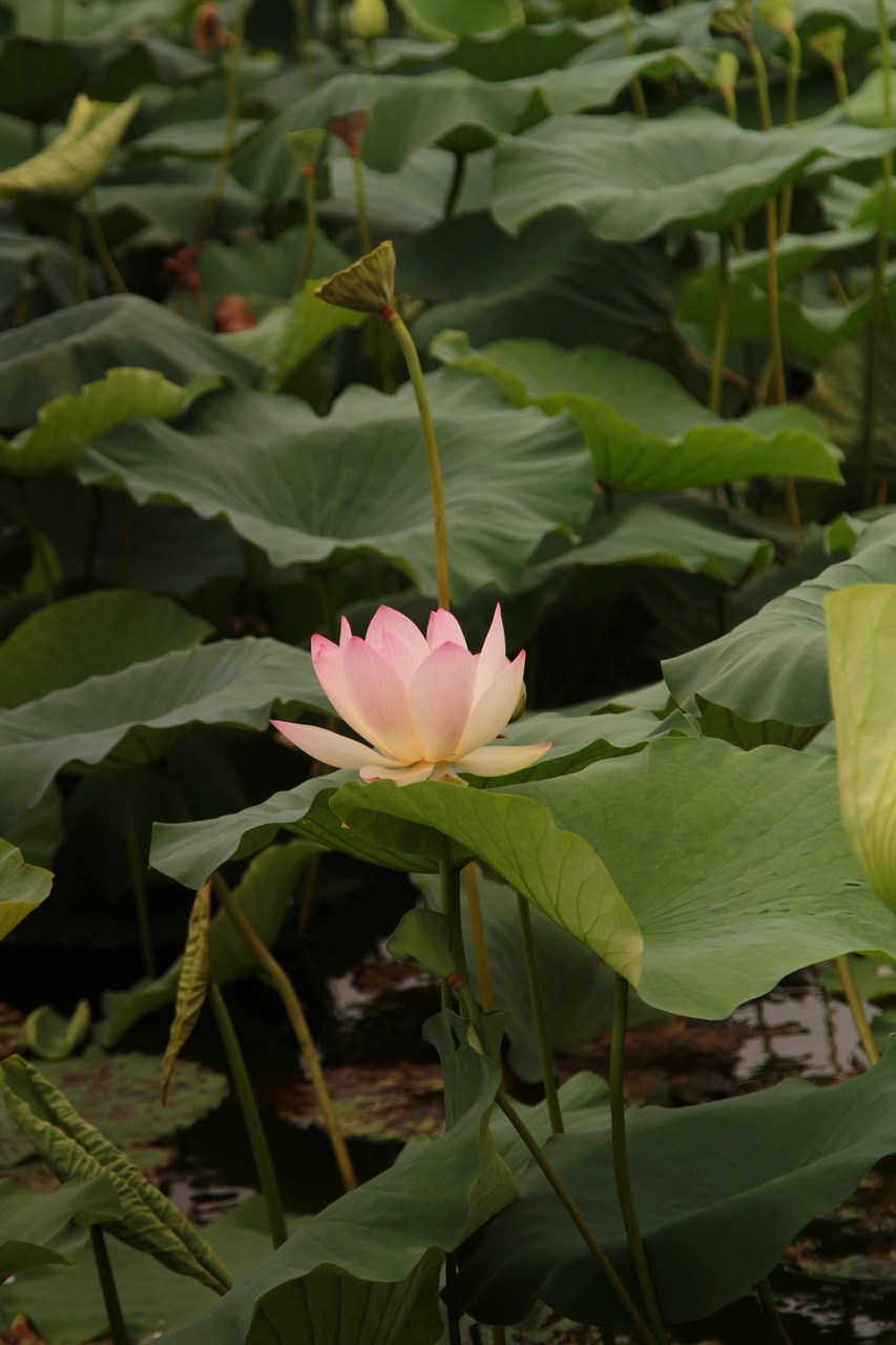 lotus green leaf hawthorn free photo