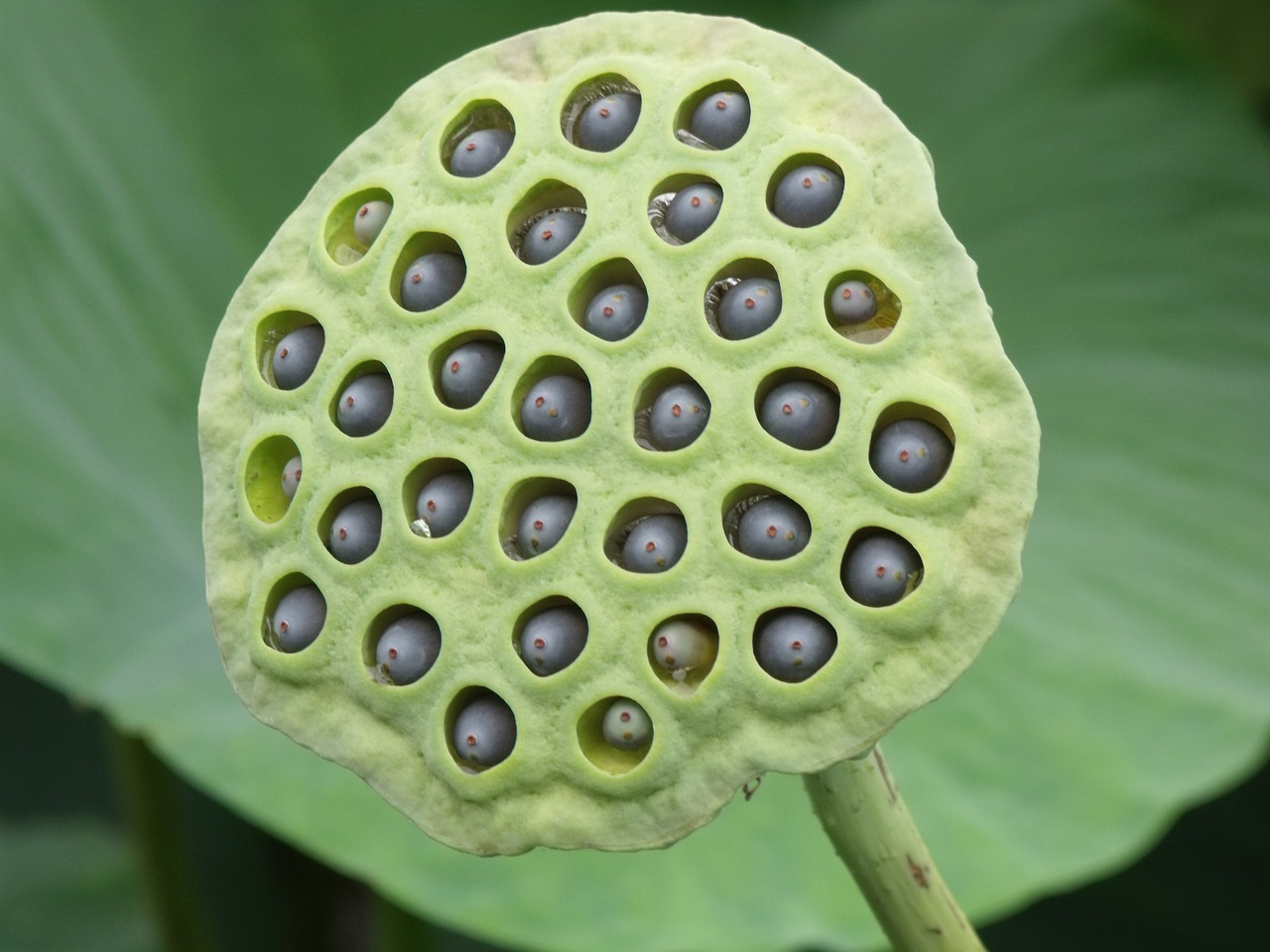 lotus hats species free photo