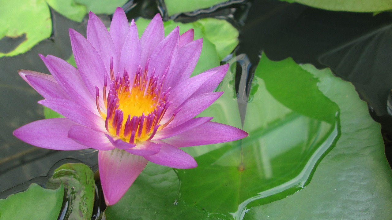 lotus purple plant free photo