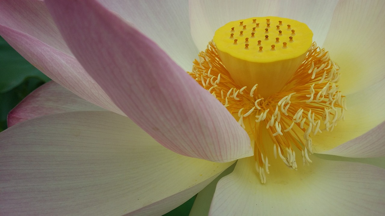 lotus buddhism flower free photo