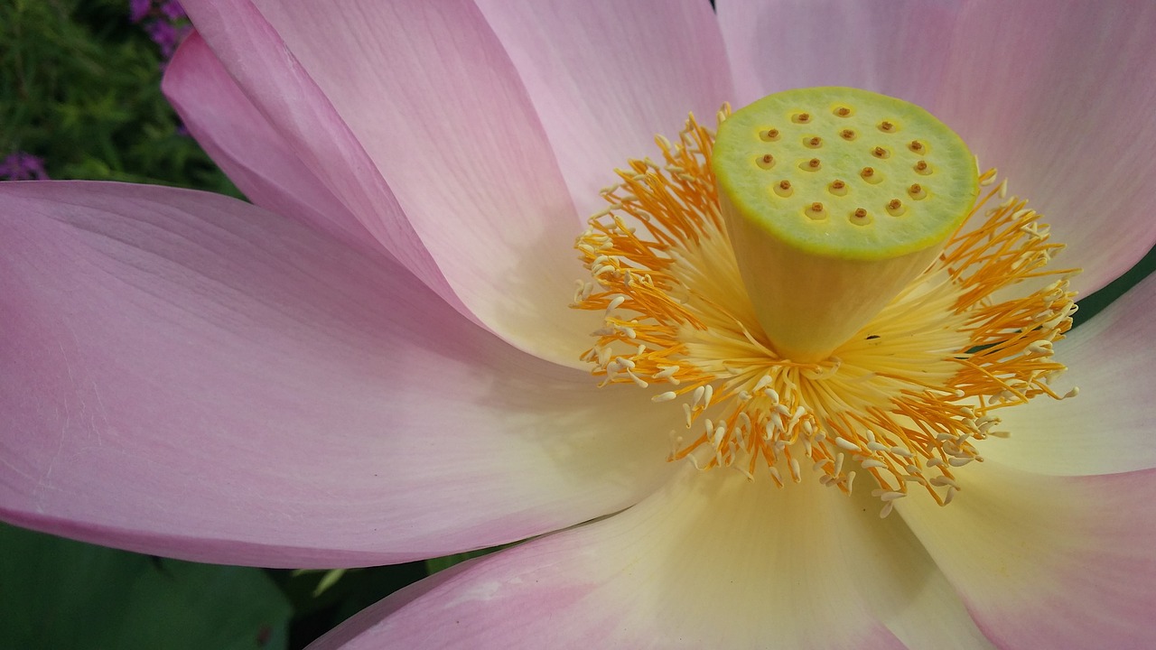 lotus flower pink free photo