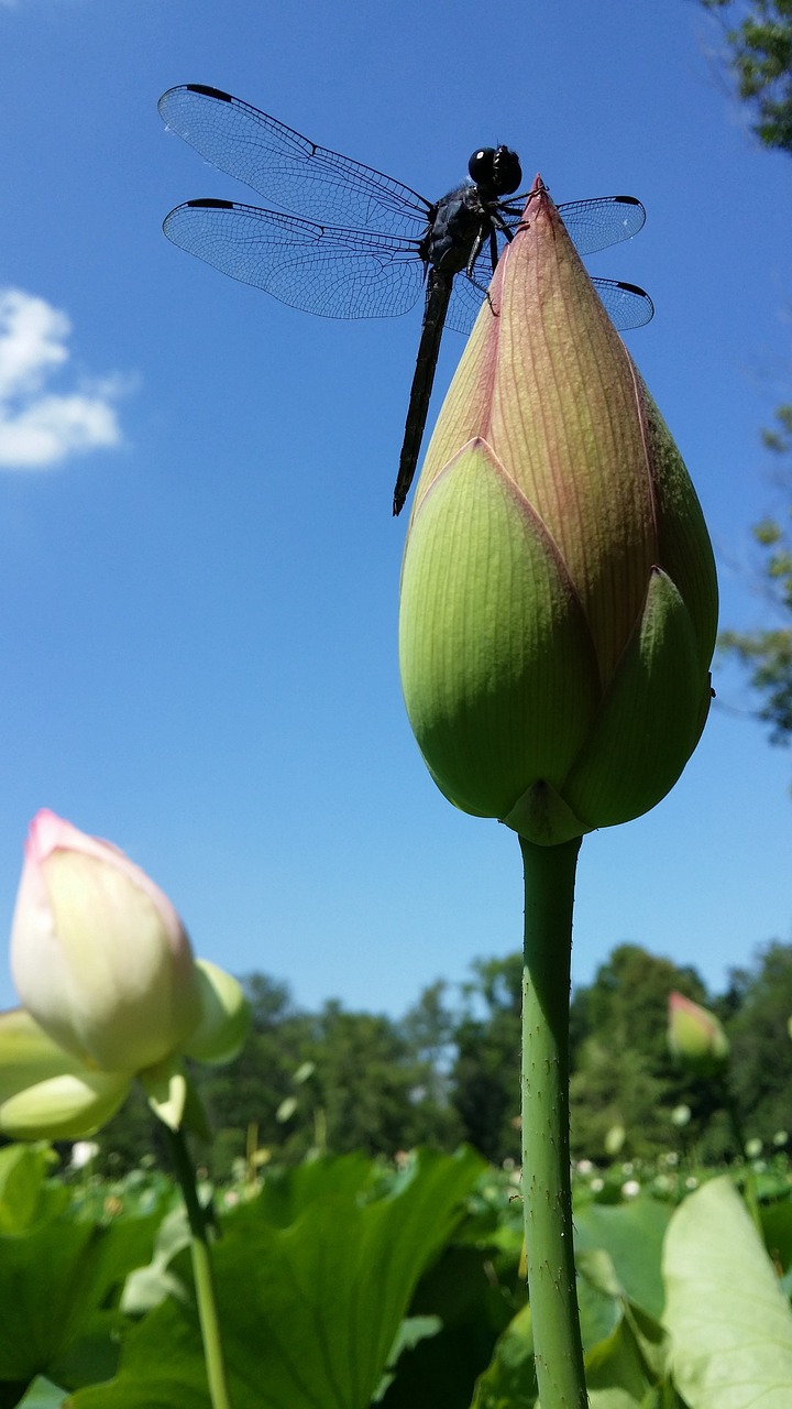 lotus dragonfly nature free photo