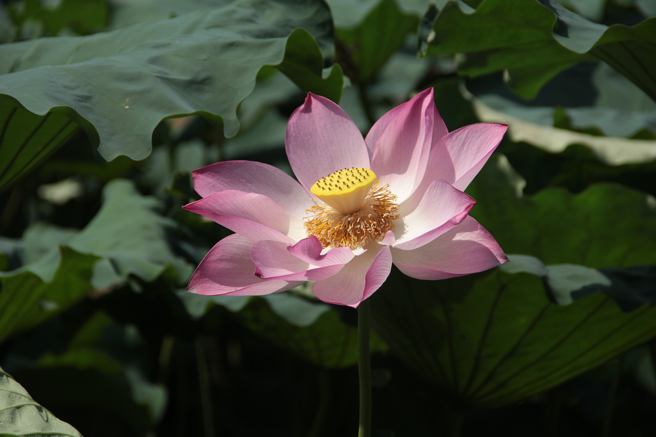 lotus lotus leaf spring free photo