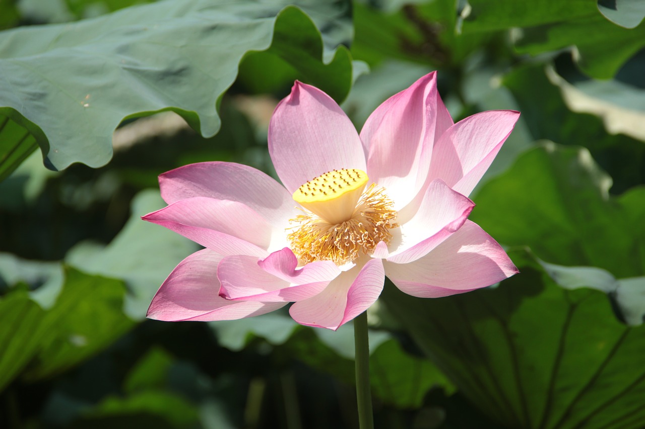 lotus lotus leaf spring free photo