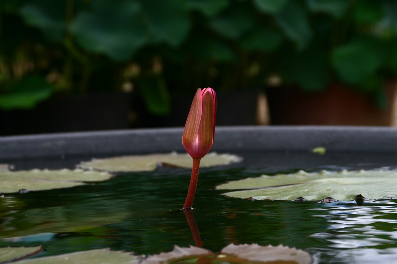 lotus flowers buddhism free photo