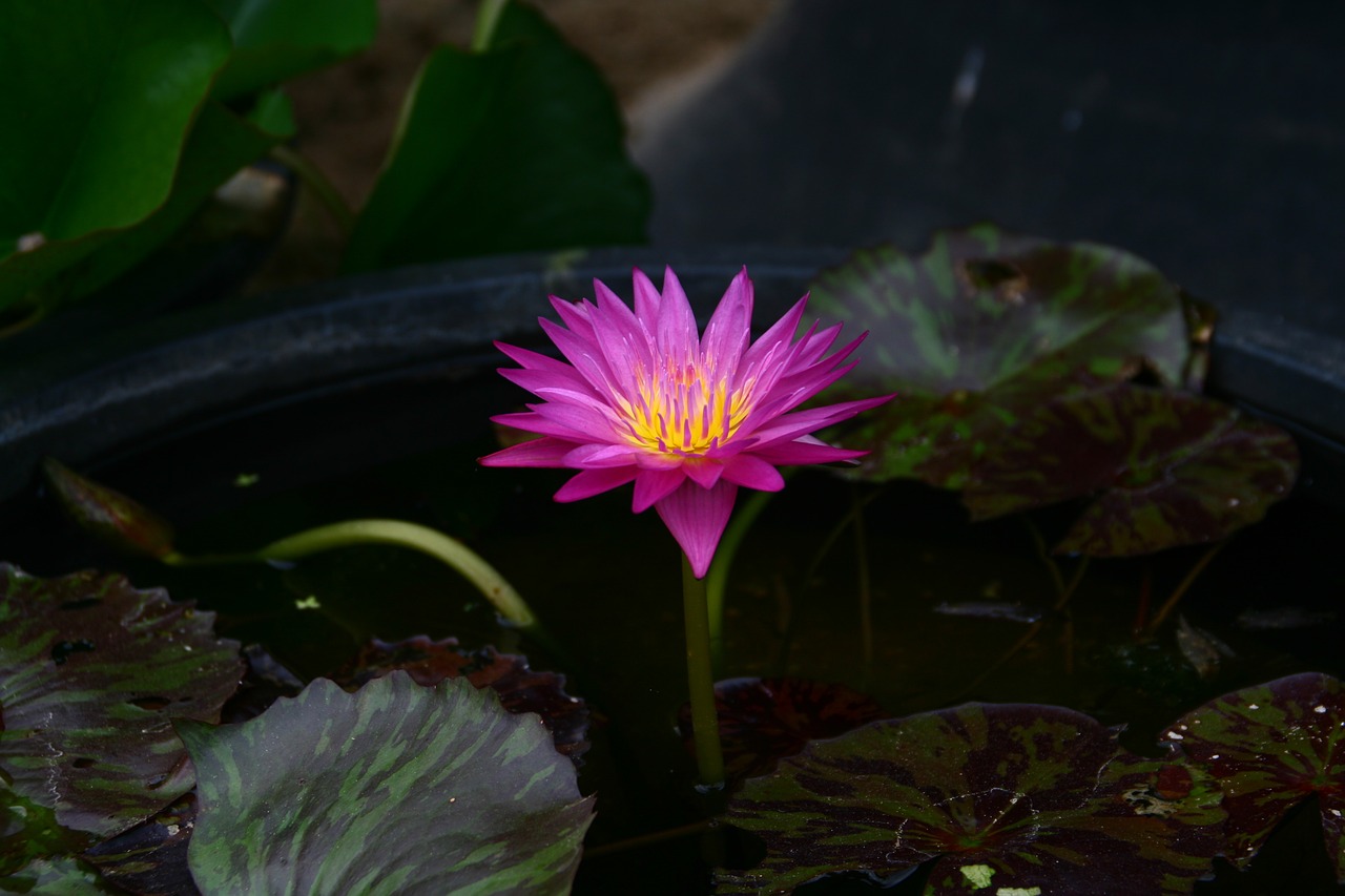 lotus flowers pond floral free photo