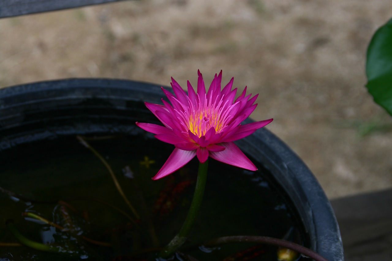 lotus flowers pond floral free photo