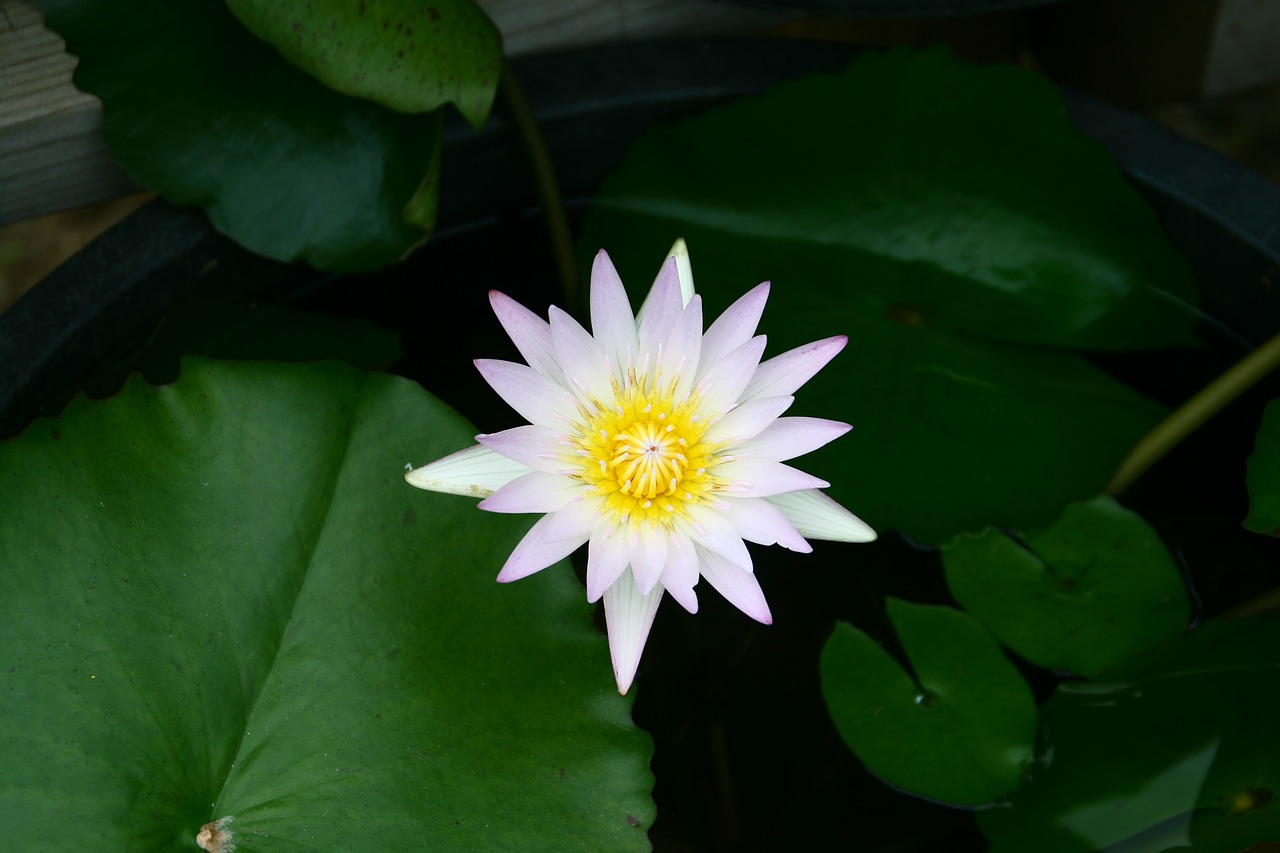 lotus flowers pond floral free photo