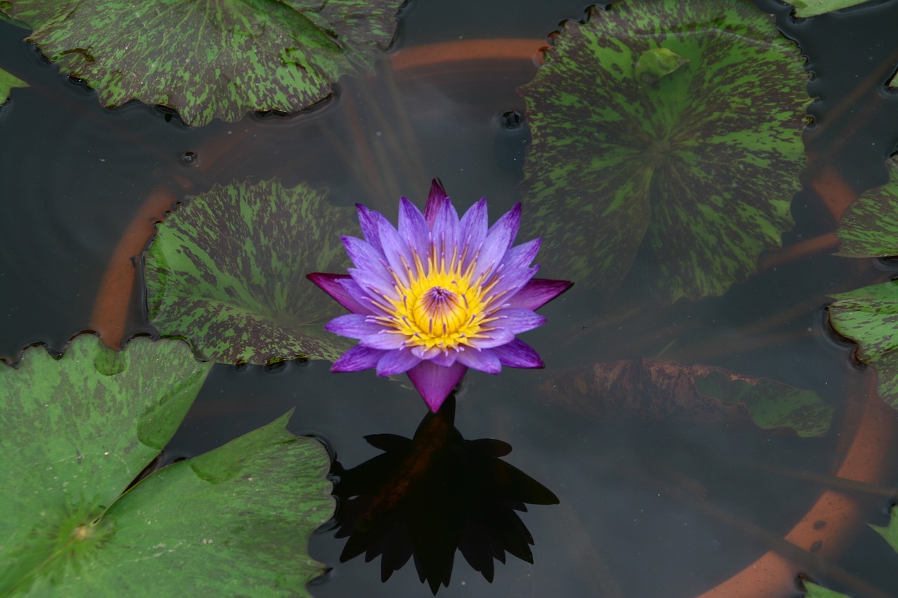 lotus flowers pond floral free photo