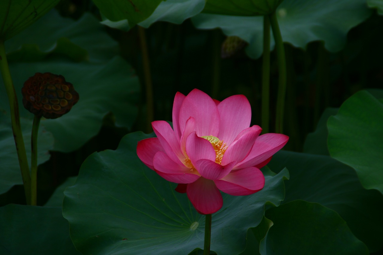 lotus flowers pond floral free photo