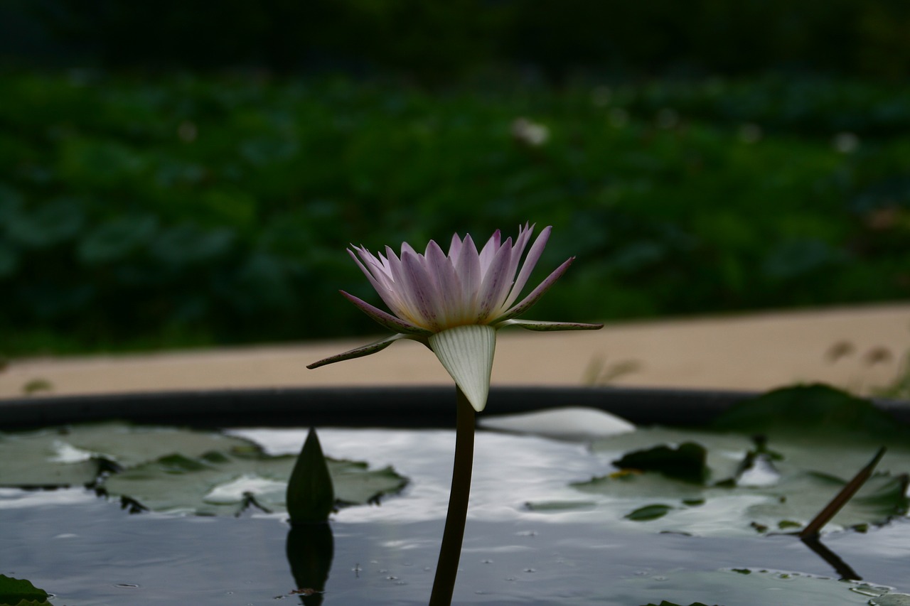 lotus flowers pond floral free photo