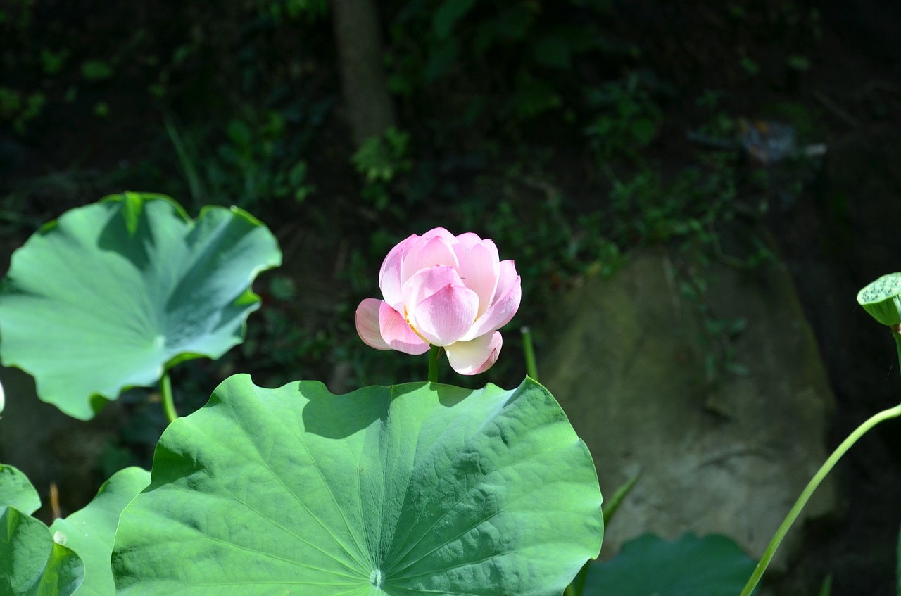 lotus flower lotus leaf free photo