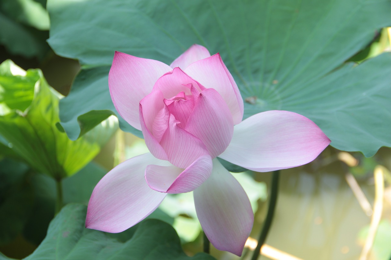 lotus lotus leaf spring free photo