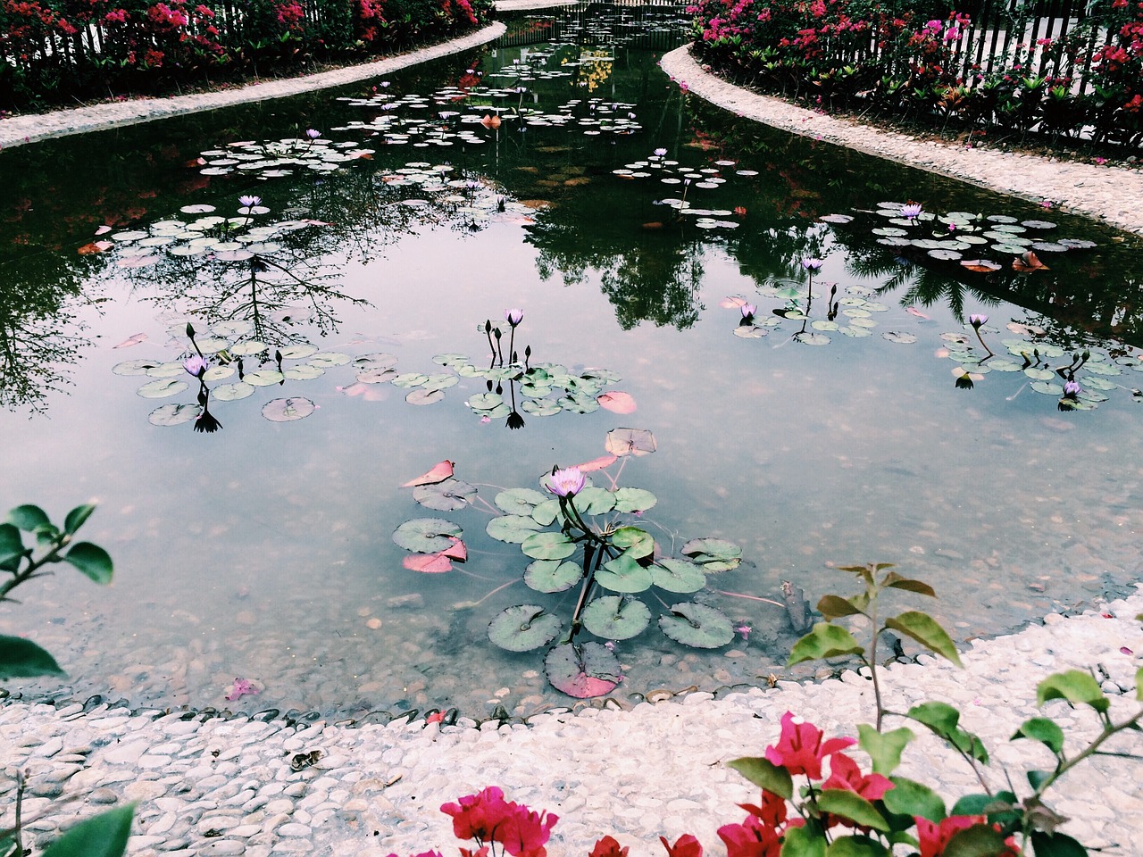 lotus pond artistic conception free photo