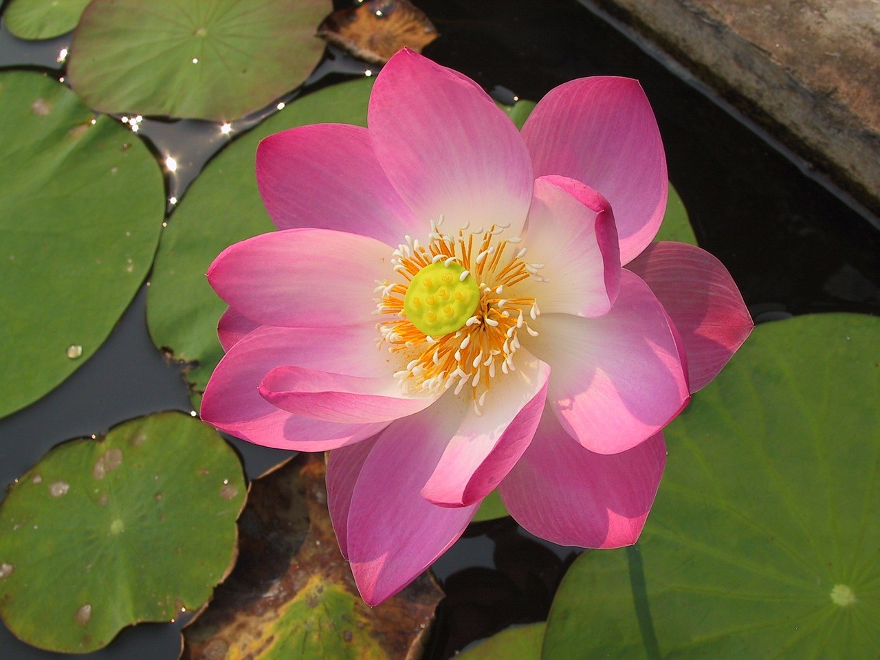 lotus flower water free photo