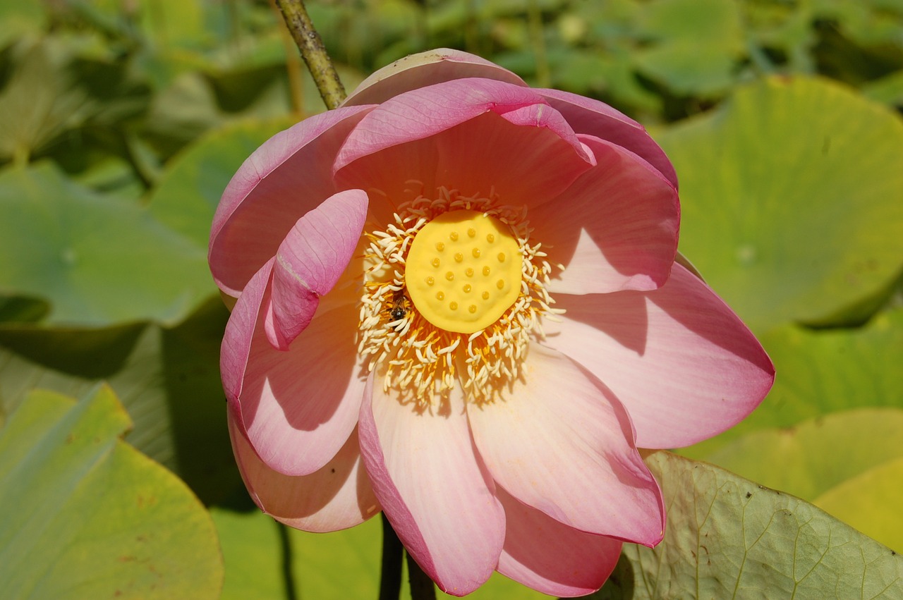 lotus flower bloom free photo