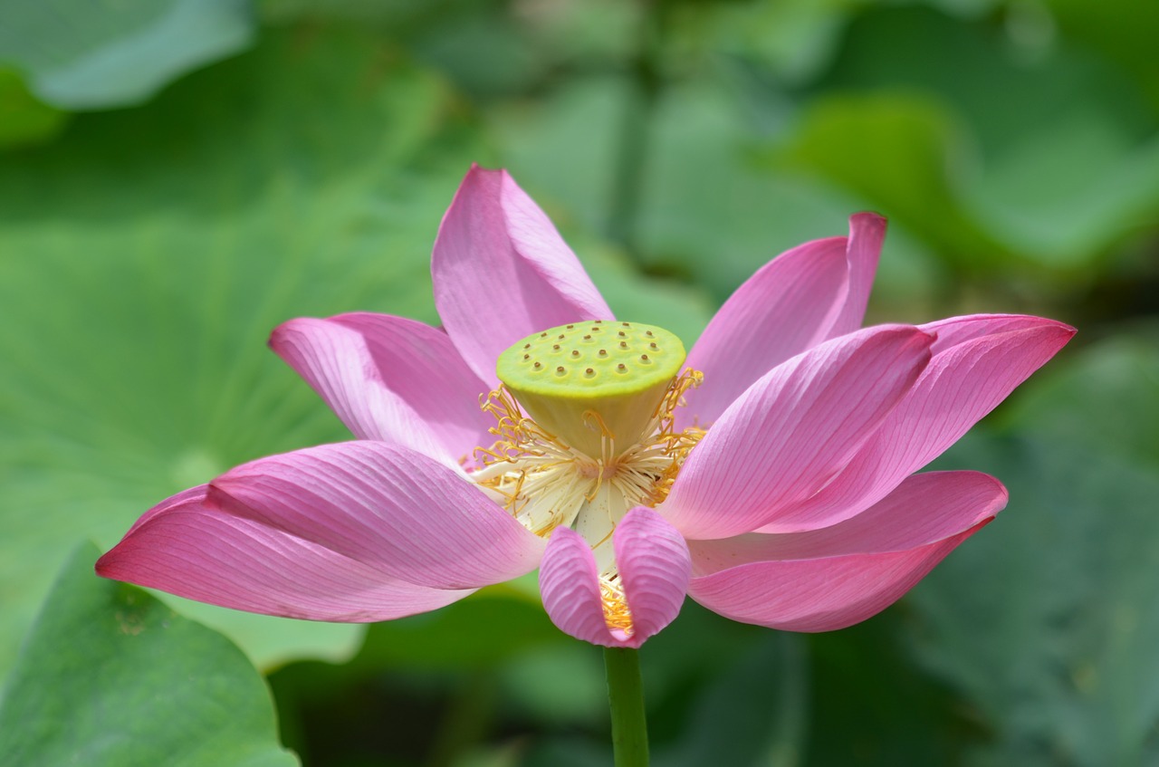 lotus flower flowering free photo