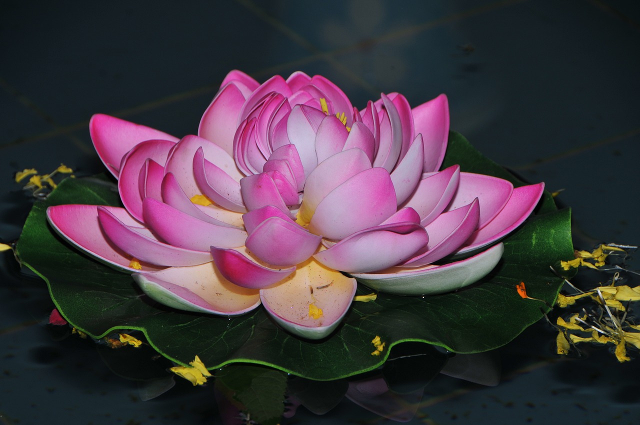 lotus indian decorative free photo