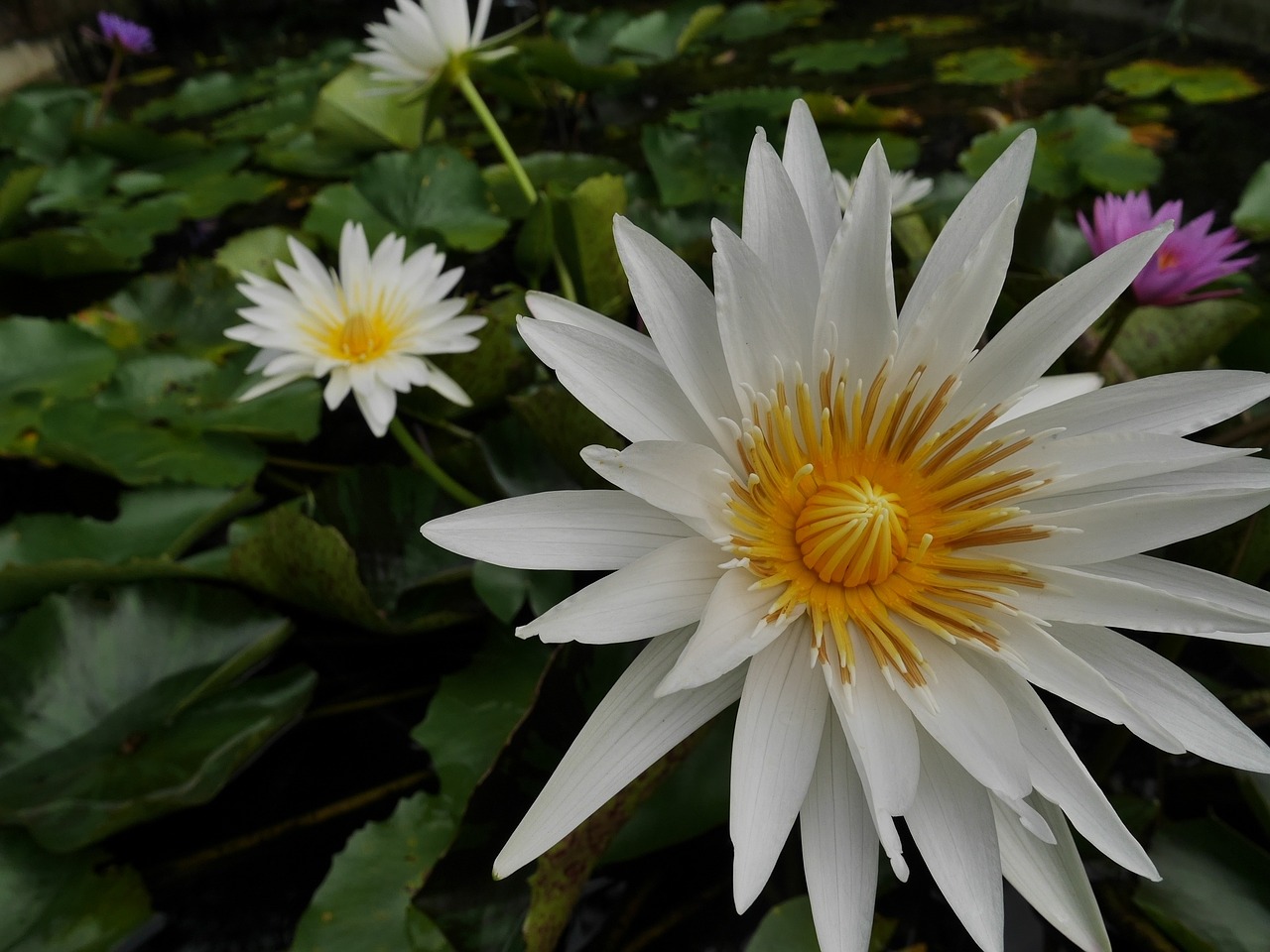 lotus flowers water surface free photo