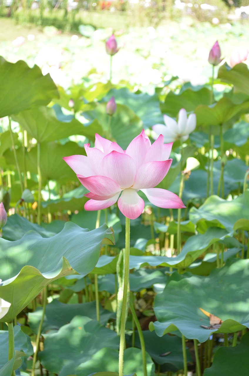 lotus flower dutch free photo
