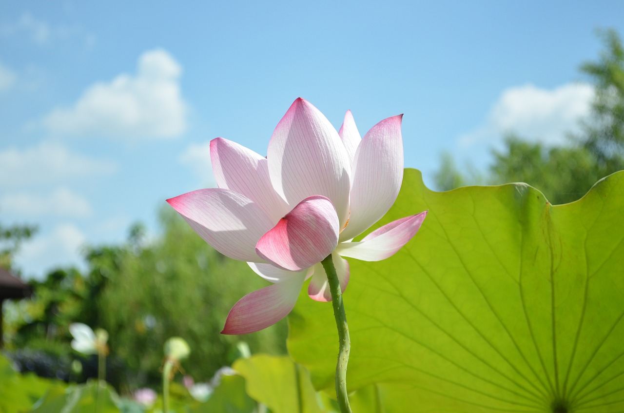 lotus sky green leaves free photo