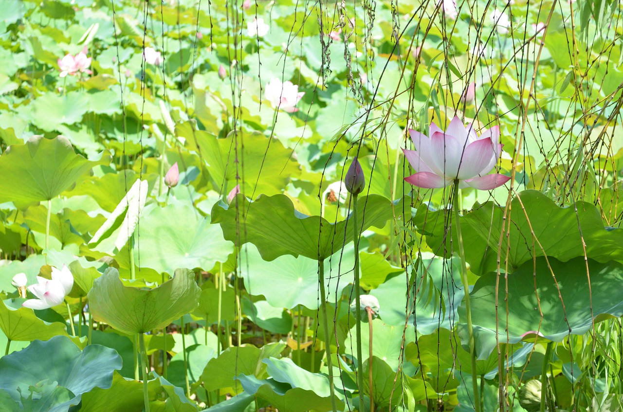 lotus flower lotus leaf free photo