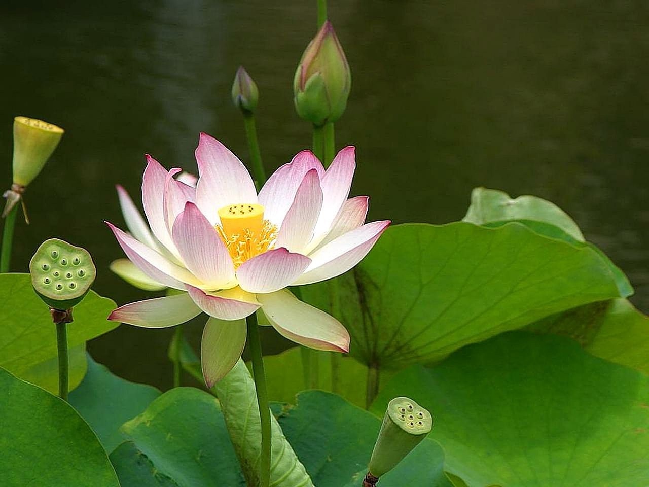 lotus blossom plant free photo