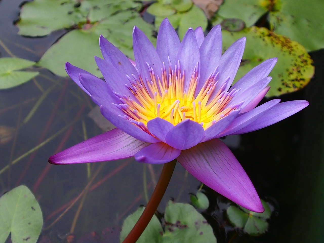 lotus purple plant free photo